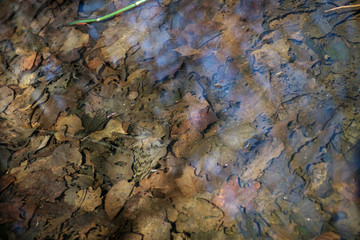 old oak leaves in a puddle