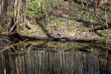 the shore of the lake, reflection of trees in water