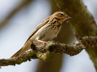 Tree Pipit - Anthus trivialis