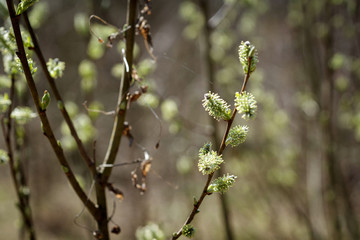 blossoming willow
