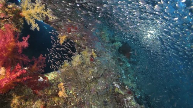 A large school of fish in the Red Sea. Glassfish everywhere and a photographer in the background.