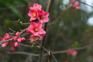 Naklejka na ściany i meble Pink blossom flowers on tree