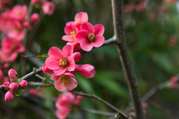 Pink blossom flowers on tree