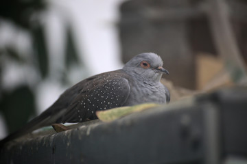 Diamond dove (Geopelia cuneata) is nearly sleeping