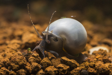snail © Mats