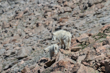 Wild Mountain Goats of the Colorado Rocky Mountains
