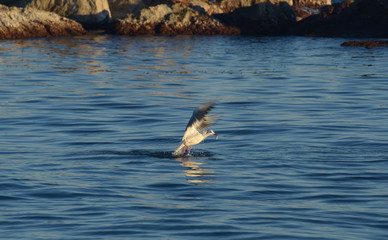 Naklejka premium Gaviota pescando
