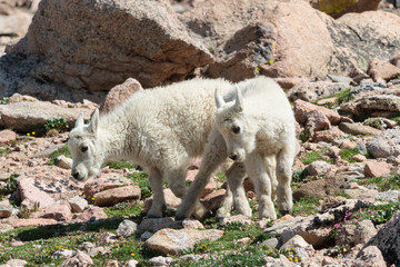 Fototapeta premium Wild Mountain Goats of the Colorado Rocky Mountains