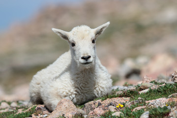 Wild Mountain Goats of the Colorado Rocky Mountains