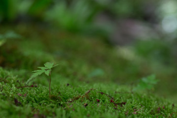 Young sprout in springtime,Closeup.