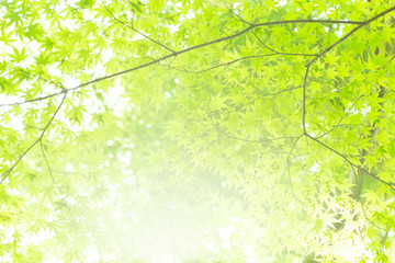 Obraz na płótnie Canvas Beautiful fresh spring leaves of maple tree