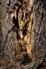 bark, natural background