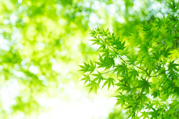 young leaves of tree in early summer