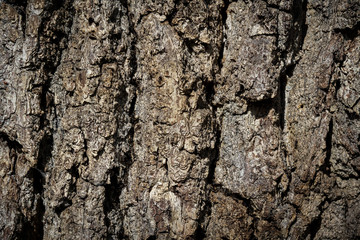 bark, natural background