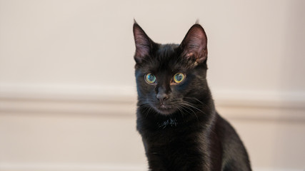 Little black kitten lies on the floor.