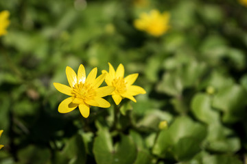 Obraz premium yellow spring flowers in the forest 