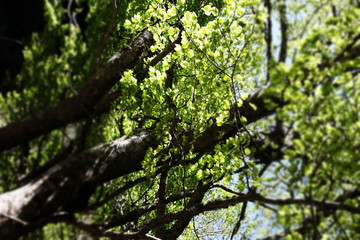 Fueillage de hêtre au printemps
