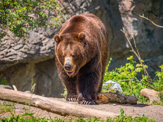 Obraz na płótnie Canvas A beautiful brown bear walks through the forest