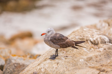 Seagull on the stone.