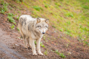 Naklejka na ściany i meble Timberwolf (gray wolf) walking on the trail.