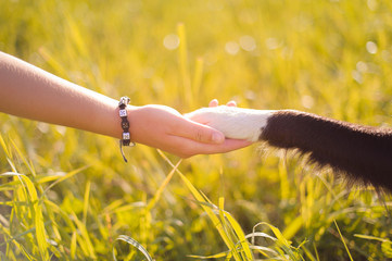 Dog paw and human hand, friendship