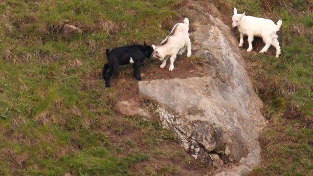 Three goats bump on the slope