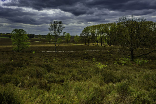 Nature near Heerde in Holland