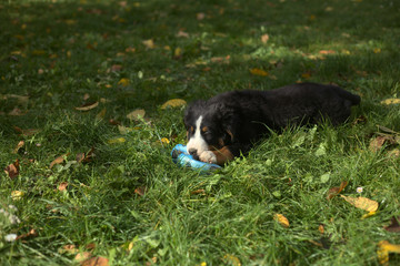 Bernese Mountain Dog Puppy in the grass chewing on a ball