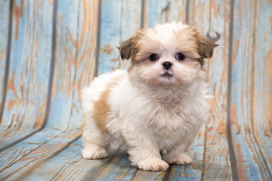 Shih Tzu on faded blue wooden background