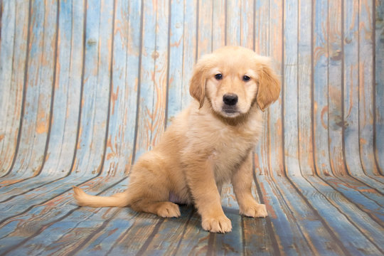 Golden Retriever on faded blue wooden background