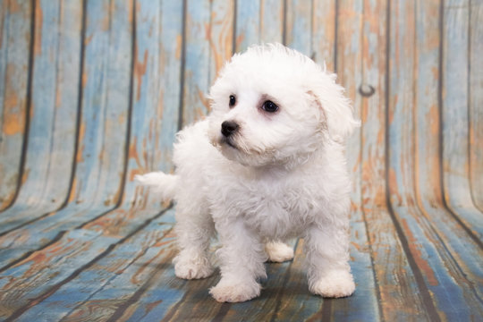 Bichon Frise on faded blue wooden background