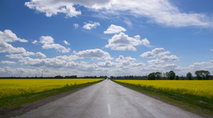 Empty asphalt road between yellow flowering rapeseed field in rural landscape under blue sky with white fluffy clouds