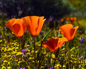 The California Poppy, California's State Flower.  Spring Bloom 2017, Antelope Valley, California
