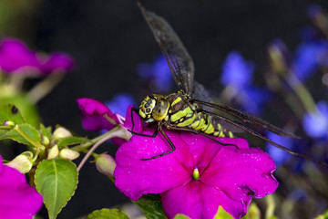 Dragonfly on a Pink Pansy