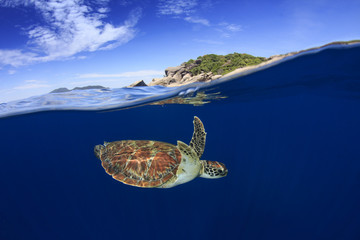 Fototapeta premium Sea Turtle split photo half and half over under