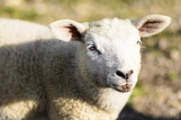 Fototapeta premium Domesticated sheep on pasture at the sunset