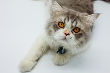 Persian cat