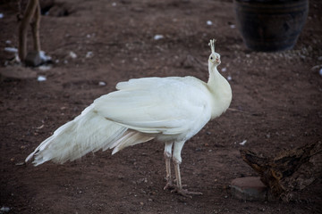 White peacock