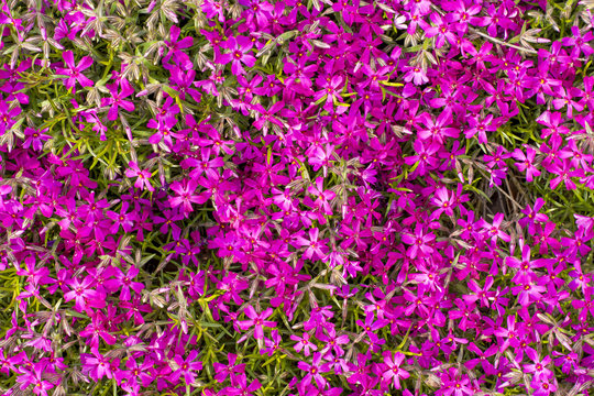 Fototapeta Endlessly many violet flowers in the garden