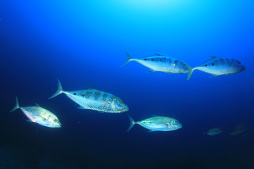 Naklejka na ściany i meble Tuna fish in ocean