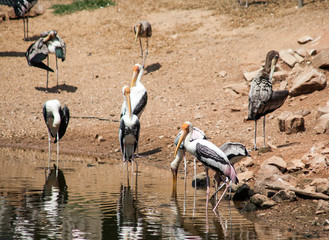 Pelicans sunbathe