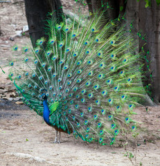 Obraz premium peacock