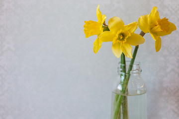Three yellow daffodils in a vase of water on light background. Bright spring flowers. Vintage background, blue with white patterns.