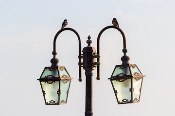 Fototapeta na wymiar birds on vintage lamp post