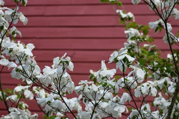 White Blooming Dogwood with Red Background
