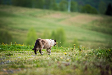 Cat walking on the grass at farm