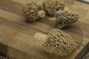White morel mushrooms on cutting board, all natural and picked in the woods be scavenging.