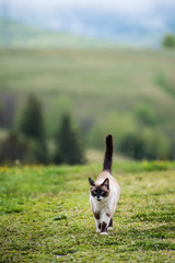Cat walking on the grass at farm