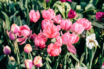 Beautiful spring flowers in the greenhouse. Botanical garden