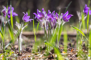 Pulsatilla vulgaris in a Sunny wood glade © Vasilii